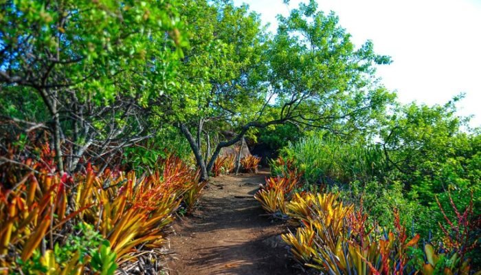 Com foco na sustentabilidade, proposta legislativa sugere criação de áreas verdes comunitárias