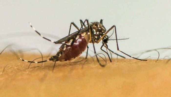 1759235386_mosquito_.jpg