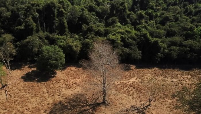 2023-01-04t011928z_1_lynxmpej0300u_rtroptp_3_brazil-environment.jpg