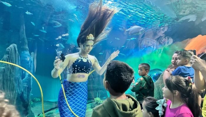 Foto-interna-sereia-do-Bioparque-fara-aparicao-para-o-publico-as-10h-730x480-1