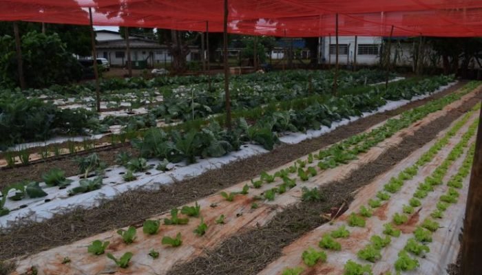 Tecnologia-no-Campo-Assentamento-em-MS-Foto-Semadesc-Arquivo-5-730x480-1