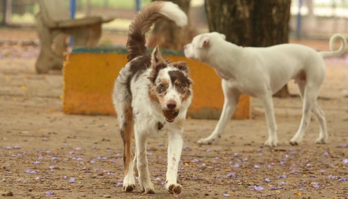 cachorros_no_parcao_praca_ayrton_senna_do_brasil_rvrsa_abr_2910212710.jpg