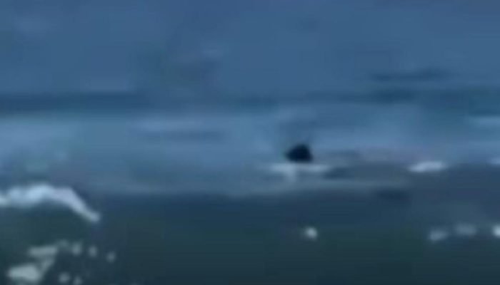 Ataque fatal de tubarão-escuro em Israel surpreende pesquisadores