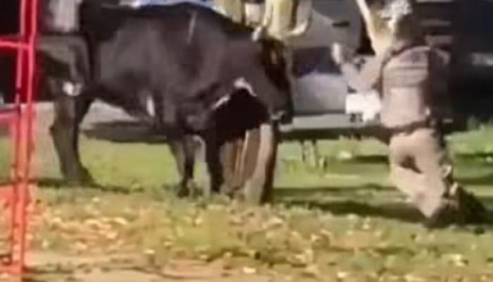 Touro Foge em Porto Alegre, Ataca Policiais e Pedestres