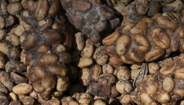 Café exótico: grãos defecados por civetas têm química singular