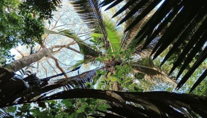 Amazônia no Limite: Pesquisador Alerta para Ponto de Não Retorno Ambiental