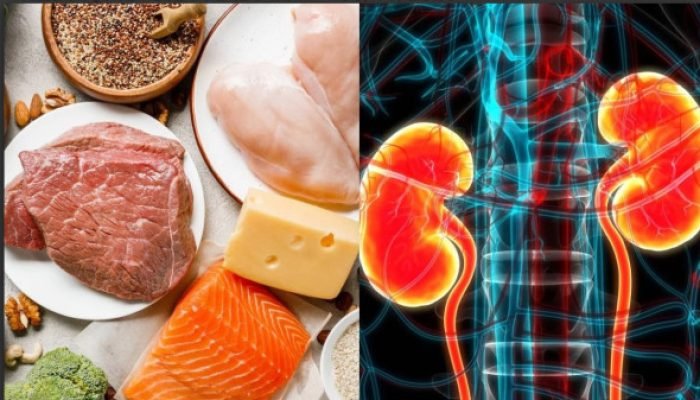 Como o excesso de proteína pode afetar o funcionamento dos rins?