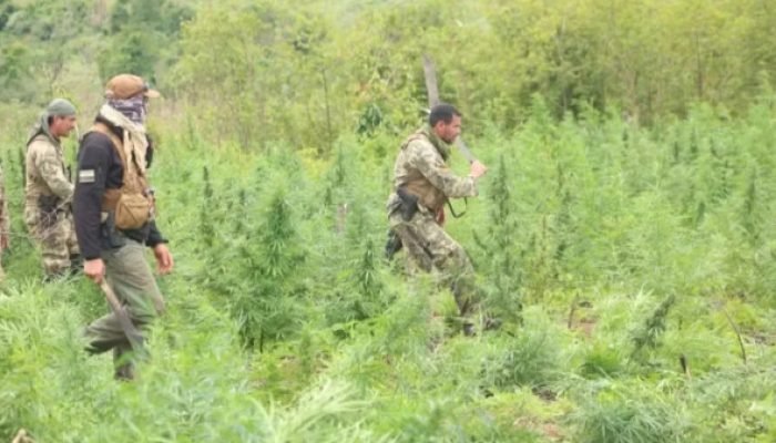 Brasil e Paraguai destroem quase 40 toneladas de maconha em operação