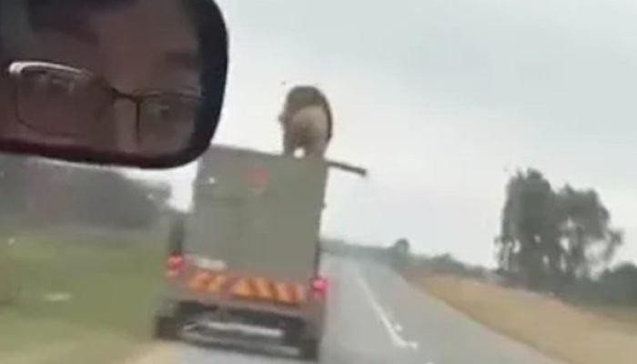 Leão escapa de transporte na África do Sul e percorre rodovia