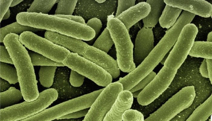 OMS faz alerta sobre aumento de superbactérias resistentes a antibióticos