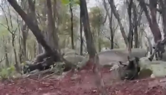 Imagens exclusivas mostram início do confronto em megaoperação no RJ; VEJA VÍDEO