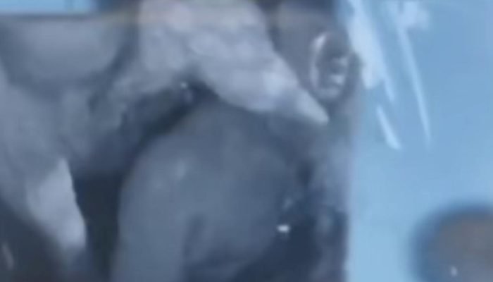 Em Goiás, assaltante morde motorista de app durante roubo